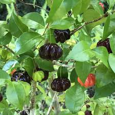 Zill's Surinam Cherry Fruit Seeds for Planting featuring Eugenia uniflora with glossy green leaves, delicate white flowers, and deeply ribbed tropical cherry fruits
