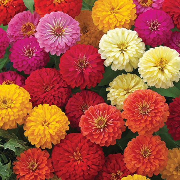 Ivory Dreamland flower seeds