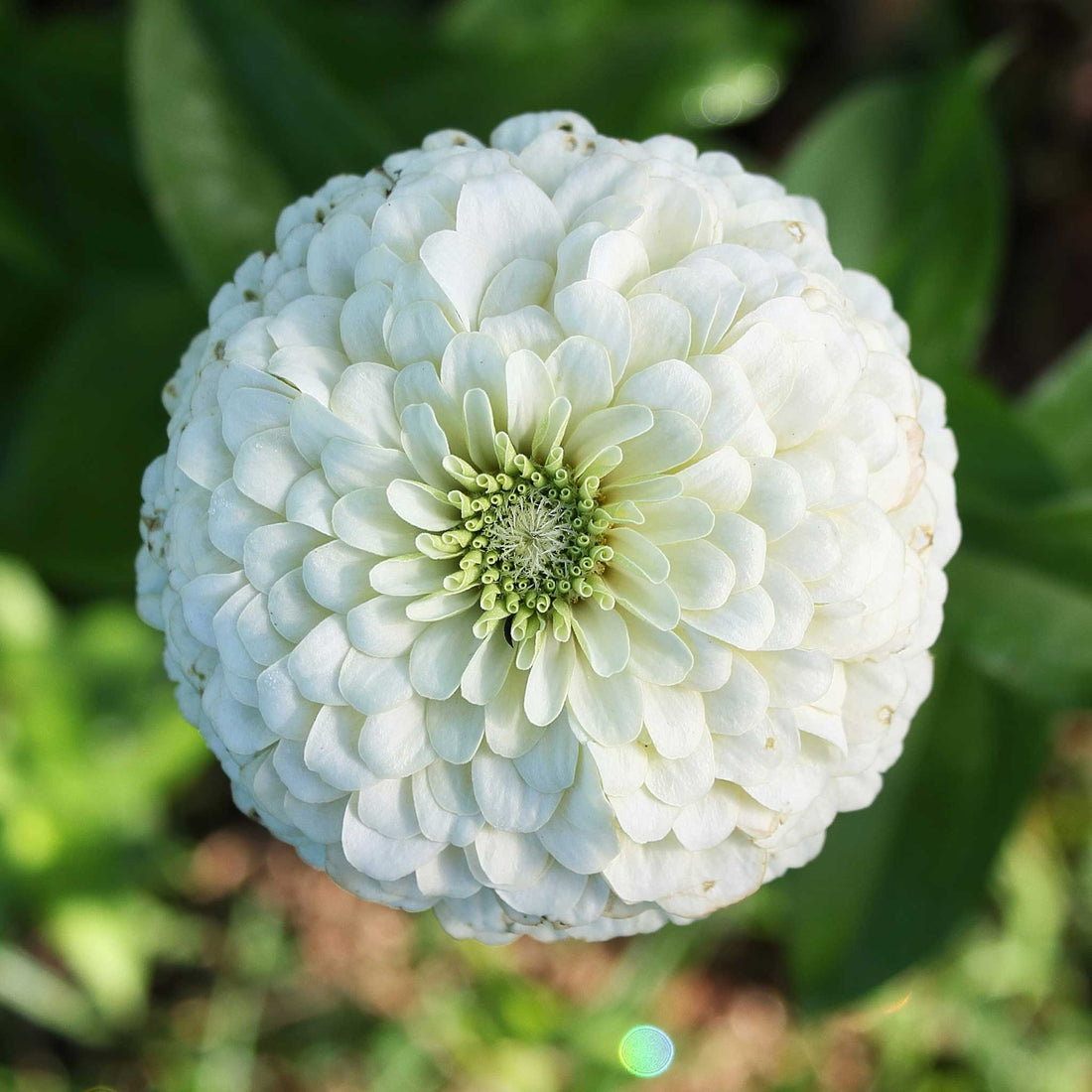 White Benary flower seeds