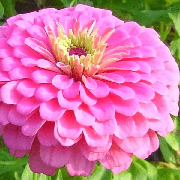 Giant Pink Zinnia plant