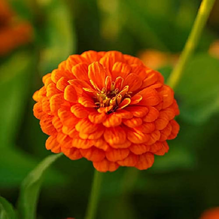 Zinnia flower seeds