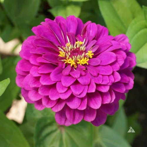 Deep Pink flower seeds