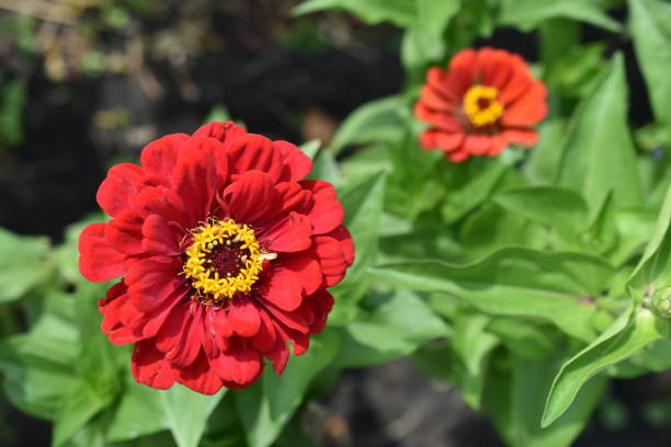 Burgundy Zinnia Elegans flowers growing in a sunny home garden