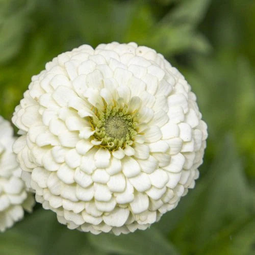 White Oklahoma flower seeds