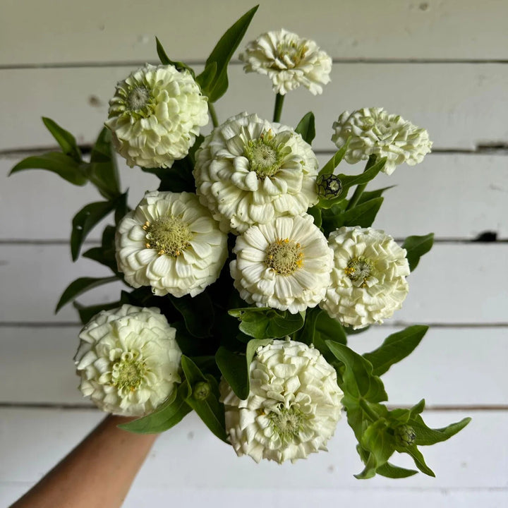 White Oklahoma zinnia flower seeds for planting with elegant white blooms in a sunny garden