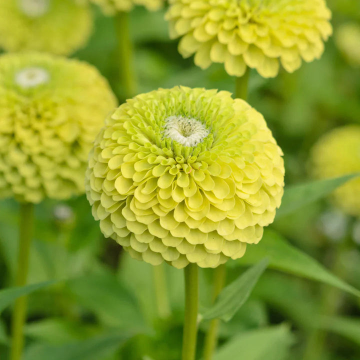 Green Zinnia flower seeds