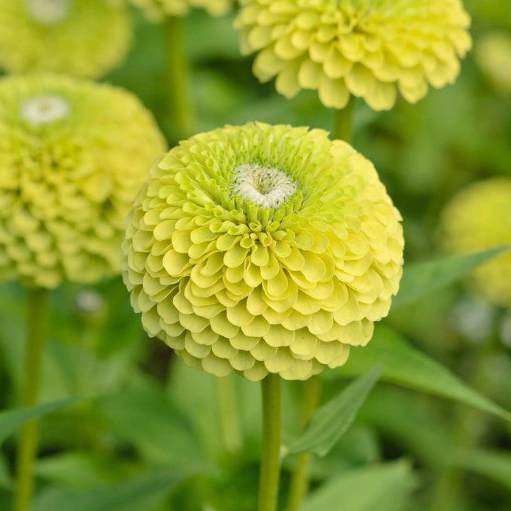 Green White flower seeds
