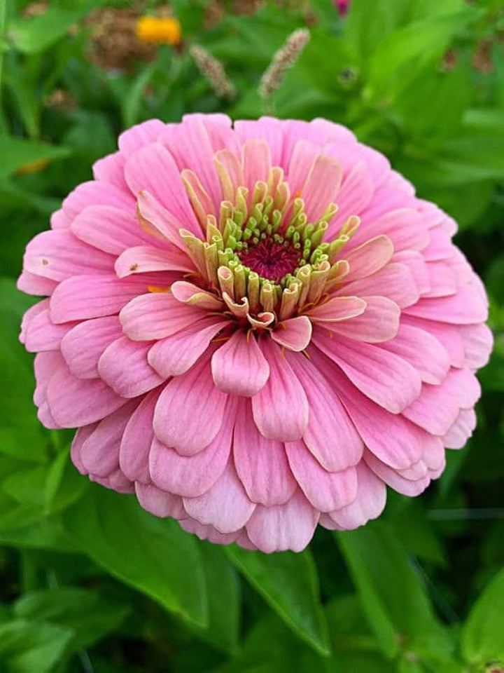 Light Pink flower seeds