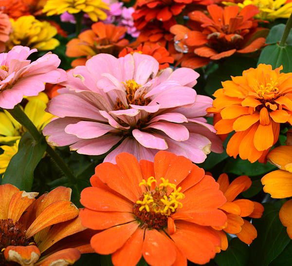 Orange Red flower seeds