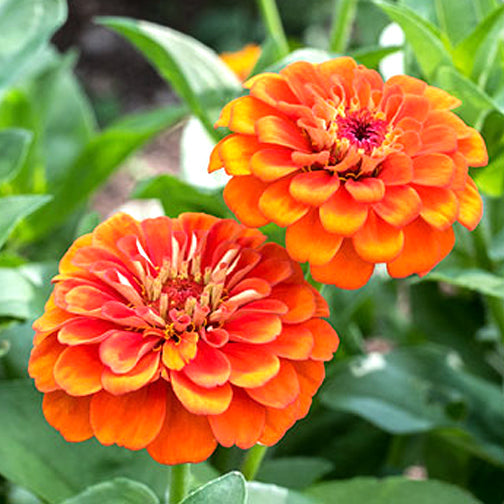 Lime Orange flower seeds