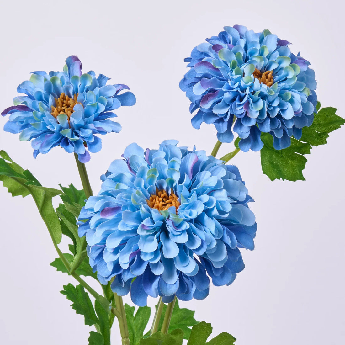 Sky Blue flower seeds