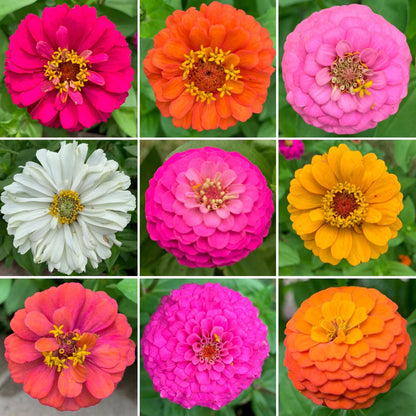 Zinnia flower seeds