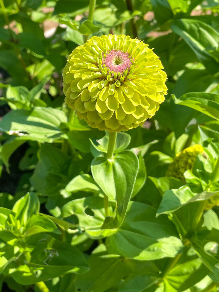 Light Green flower seeds