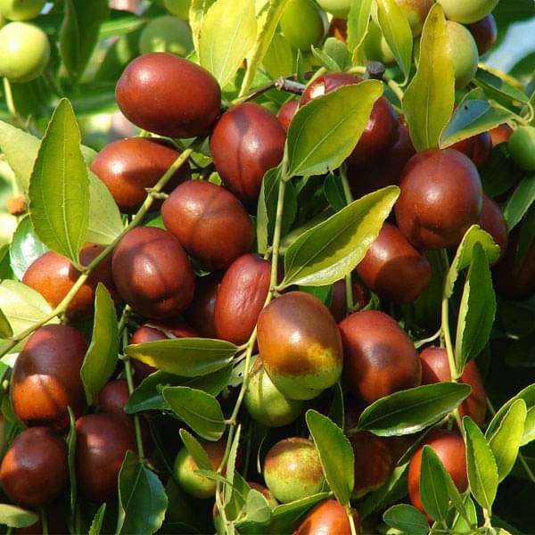 Ziziphus Mauritiana Fruit Seeds for Planting – Heirloom Non-GMO Garden Seeds