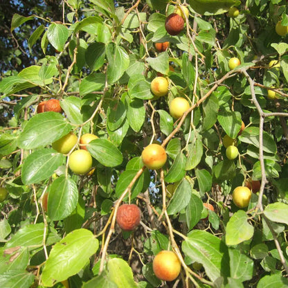 Mauritiana Fruit Seeds for Planting – Heirloom Non-GMO Garden Seeds