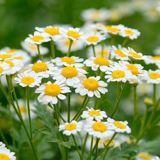 Zloty Lan Chamomile Herb Seeds for Planting – Heirloom Non-GMO Garden Seeds
