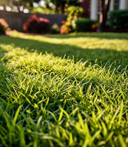 Zoysia grass seeds for planting and lush green lawn grass