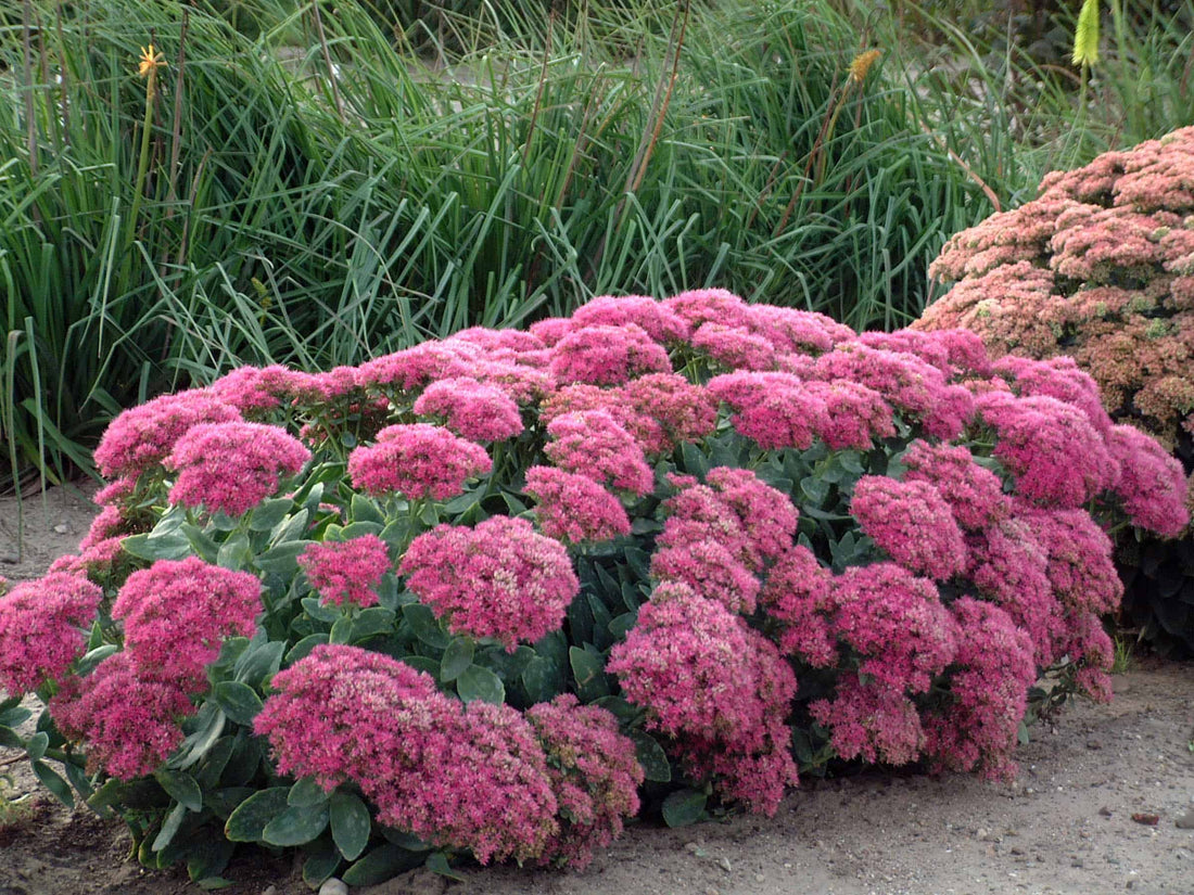 Carpet Sedum flower seeds
