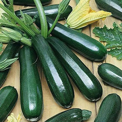 Heirloom Zucchini Seeds for Summer Squash