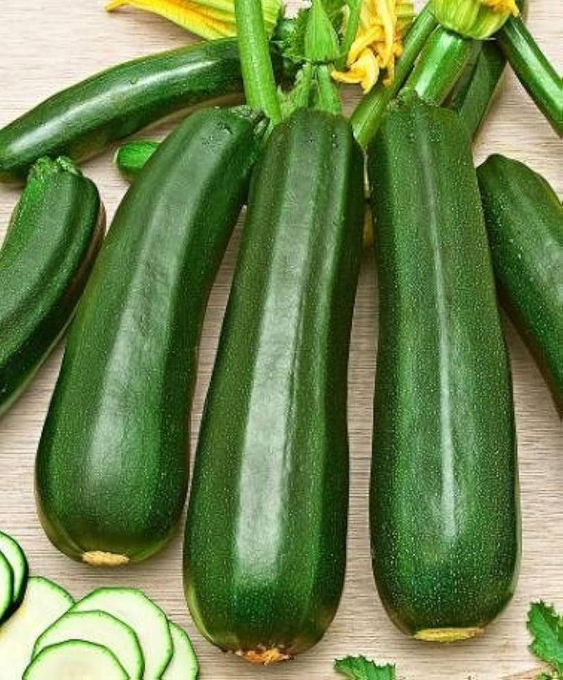 Dark Green Zucchini Growing on Bushy Garden Plants