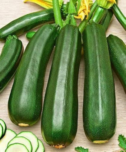 Dark Green Zucchini Growing on Bushy Garden Plants