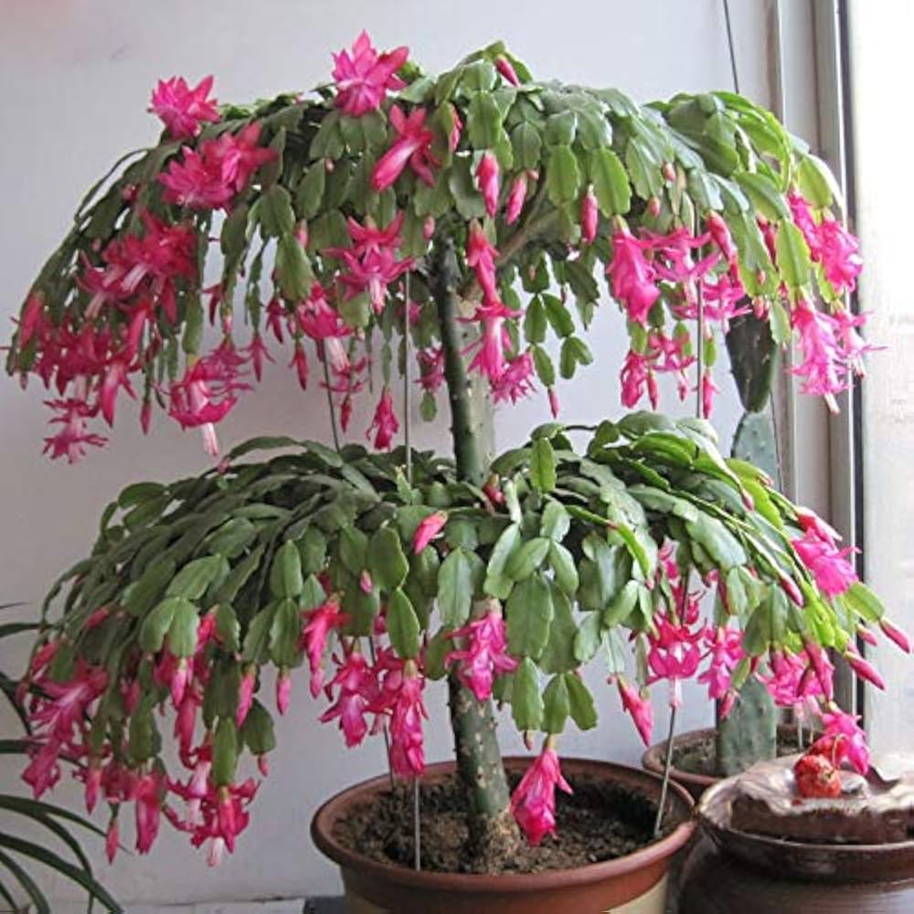 Red Zygocactus flower seeds