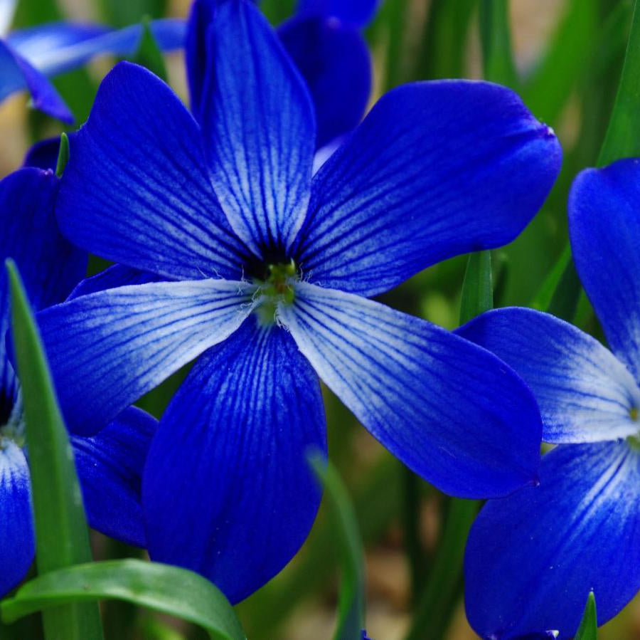 Blue Zygocactus flower seeds