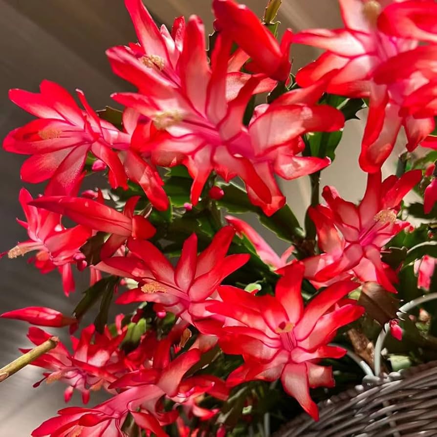 Zygocactus Truncatus flower seeds