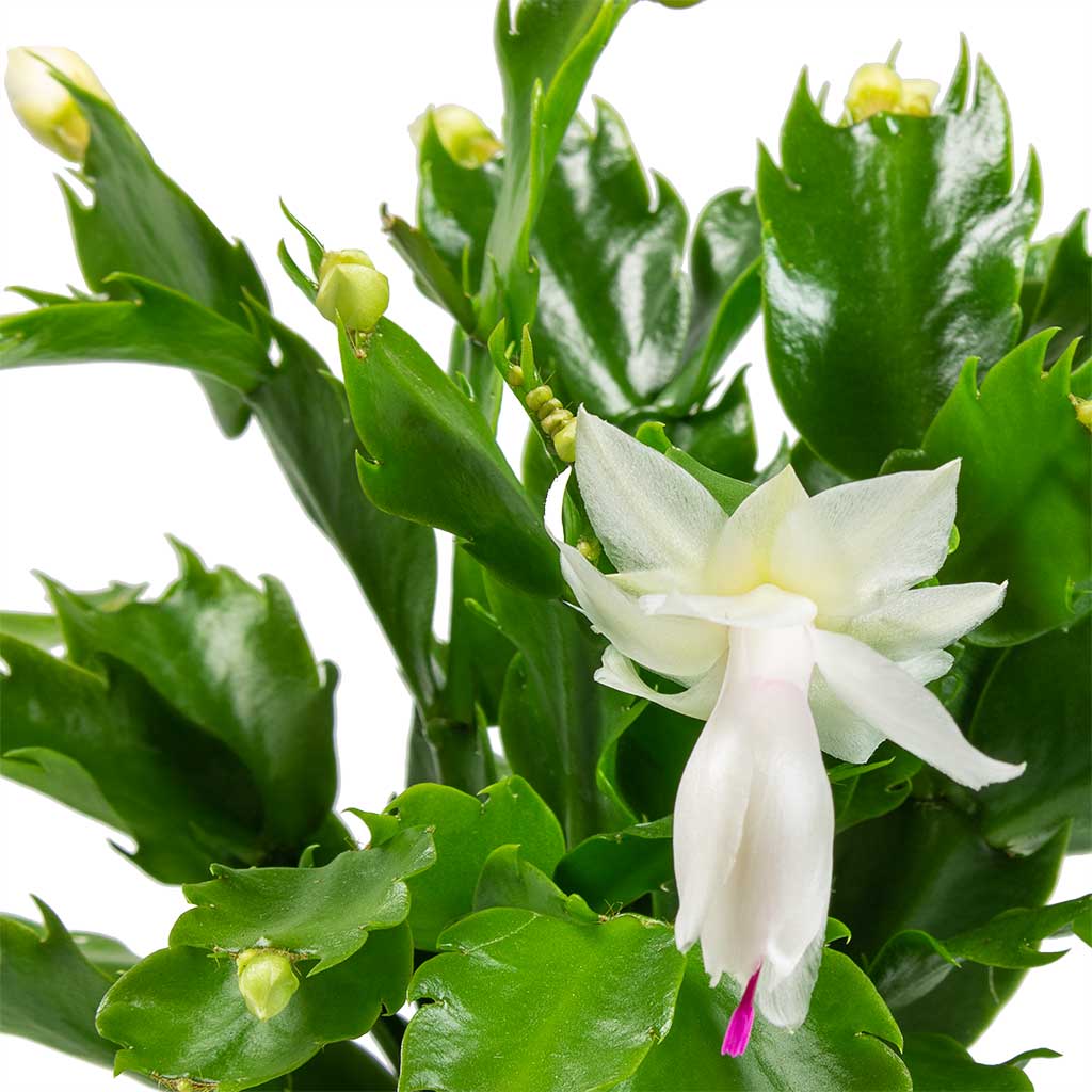 White Zygocactus flower seeds